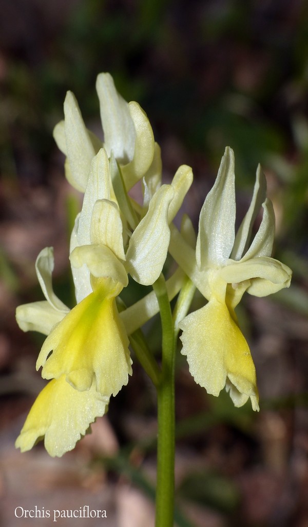 O.pauciflora, O.provincialis, O.quadripunctata, O.xcolemanii, 4 belle Orchis.